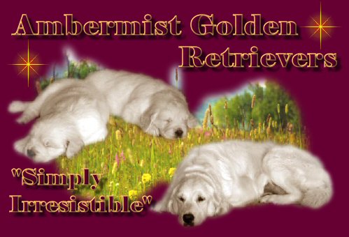 Ambermist Golden Retrievers - Puppies